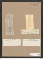 Navicula grunowii Rbh. (de-Toni-Nr.: Genus 1, Species 242) Zeichnungen Sammlung Grunow Nr. 575 (NHMW-BOT-W0366932)
